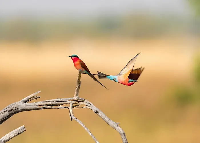 Thornicroft Lodge - South Luangwa