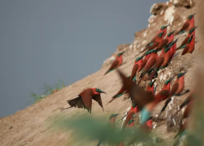 Thornicroft Lodge - South Luangwa