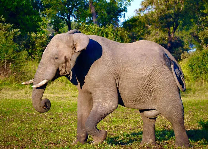 Zikomo Safari